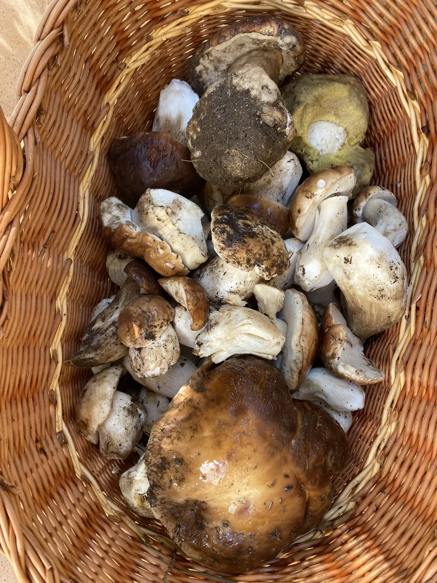 Especies de setas y boletus identificados en el Valle del Lozoya